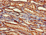 Immunohistochemistry of paraffin-embedded human kidney tissue using CAC07886 at dilution of 1:100