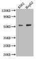 Western Blot; Positive WB detected in: A549 whole cell lysate, HepG2 whole cell lysate, HEK293 whole cell lysate, Rat liver tissue; All lanes: SLC16A7 antibody at 2.5µg/ml; Secondary; Goat polyclonal to rabbit IgG at 1/50000 dilution; Predicted band size: 53 kDa; Observed band size: 53 kDa;