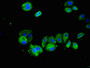 Immunofluorescent analysis of HepG2 cells using CAC07894 at dilution of 1:100 and Alexa Fluor 488-congugated AffiniPure Goat Anti-Rabbit IgG(H+L)