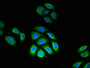Immunofluorescent analysis of A549 cells using CAC07902 at dilution of 1:100 and Alexa Fluor 488-congugated AffiniPure Goat Anti-Rabbit IgG(H+L)