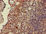 Immunohistochemistry of paraffin-embedded human tonsil tissue using CAC07906 at dilution of 1:100