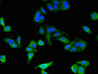 Immunofluorescent analysis of HepG2 cells using CAC07906 at dilution of 1:100 and Alexa Fluor 488-congugated AffiniPure Goat Anti-Rabbit IgG(H+L)