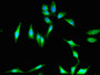 Immunofluorescent analysis of Hela cells using CAC07908 at dilution of 1:100 and Alexa Fluor 488-congugated AffiniPure Goat Anti-Rabbit IgG(H+L)