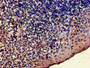 Immunohistochemistry of paraffin-embedded human tonsil tissue using CAC07918 at dilution of 1:100