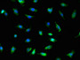 Immunofluorescent analysis of U251 cells using CAC07918 at dilution of 1:100 and Alexa Fluor 488-congugated AffiniPure Goat Anti-Rabbit IgG(H+L)