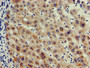 Immunohistochemistry of paraffin-embedded human liver tissue using CAC07920 at dilution of 1:100