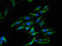 Immunofluorescent analysis of Hela cells using CAC07920 at dilution of 1:100 and Alexa Fluor 488-congugated AffiniPure Goat Anti-Rabbit IgG(H+L)