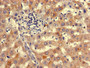Immunohistochemistry of paraffin-embedded human liver tissue using CAC07921 at dilution of 1:100