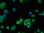 Immunofluorescent analysis of HepG2 cells using CAC07923 at dilution of 1:100 and Alexa Fluor 488-congugated AffiniPure Goat Anti-Rabbit IgG(H+L)