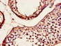 Immunohistochemistry of paraffin-embedded human testis tissue using CAC07926 at dilution of 1:100