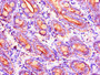 Immunohistochemistry of paraffin-embedded human small intestine tissue using CAC07926 at dilution of 1:100