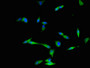 Immunofluorescent analysis of Hela cells using CAC07926 at dilution of 1:100 and Alexa Fluor 488-congugated AffiniPure Goat Anti-Rabbit IgG(H+L)