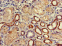 Immunohistochemistry of paraffin-embedded human kidney tissue using CAC07927 at dilution of 1:100