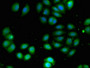 Immunofluorescent analysis of A549 cells using CAC07927 at dilution of 1:100 and Alexa Fluor 488-congugated AffiniPure Goat Anti-Rabbit IgG(H+L)