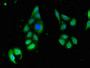 Immunofluorescent analysis of HepG2 cells using CAC07930 at dilution of 1:100 and Alexa Fluor 488-congugated AffiniPure Goat Anti-Rabbit IgG(H+L)