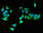 Immunofluorescent analysis of PC-3 cells using CAC07941 at dilution of 1:100 and Alexa Fluor 488-congugated AffiniPure Goat Anti-Rabbit IgG(H+L)