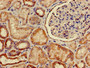 Immunohistochemistry of paraffin-embedded human kidney tissue using CAC07944 at dilution of 1:100