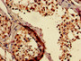IHC image of CAC07950 diluted at 1:500 and staining in paraffin-embedded human testis tissue performed on a Leica BondTM system. After dewaxing and hydration, antigen retrieval was mediated by high pressure in a citrate buffer (pH 6.0). Section was blocked with 10% normal goat serum 30min at RT. Then primary antibody (1% BSA) was incubated at 4°C overnight. The primary is detected by a biotinylated secondary antibody and visualized using an HRP conjugated SP system.