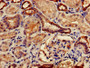 IHC image diluted at 1:500 and staining in paraffin-embedded human kidney tissue performed on a Leica BondTM system. After dewaxing and hydration, antigen retrieval was mediated by high pressure in a citrate buffer (pH 6.0). Section was blocked with 10% normal goat serum 30min at RT. Then primary antibody (1% BSA) was incubated at 4°C overnight. The primary is detected by a biotinylated secondary antibody and visualized using an HRP conjugated SP system.