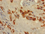 Immunohistochemistry of paraffin-embedded human placenta tissue using CAC07953 at dilution of 1:100