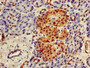 Immunohistochemistry of paraffin-embedded human pancreatic tissue using CAC07954 at dilution of 1:100