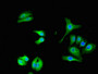 Immunofluorescent analysis of HepG2 cells using CAC07954 at dilution of 1:100 and Alexa Fluor 488-congugated AffiniPure Goat Anti-Rabbit IgG(H+L)
