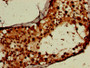 IHC image diluted at 1:600 and staining in paraffin-embedded human testis tissue performed on a Leica BondTM system. After dewaxing and hydration, antigen retrieval was mediated by high pressure in a citrate buffer (pH 6.0). Section was blocked with 10% normal goat serum 30min at RT. Then primary antibody (1% BSA) was incubated at 4°C overnight. The primary is detected by a biotinylated secondary antibody and visualized using an HRP conjugated SP system.