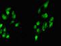 Immunofluorescent analysis of Hela cells using CAC08001 at dilution of 1:100 and Alexa Fluor 488-congugated AffiniPure Goat Anti-Rabbit IgG(H+L)