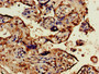 Immunohistochemistry of paraffin-embedded human placenta tissue using CAC08005 at dilution of 1:100