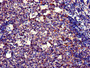 Immunohistochemistry of paraffin-embedded human tonsil tissue using CAC08013 at dilution of 1:100