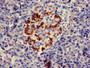 Immunohistochemistry of paraffin-embedded human pancreatic tissue using CAC08024 at dilution of 1:100