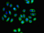 Immunofluorescent analysis of A549 cells using CAC08027 at dilution of 1:100 and Alexa Fluor 488-congugated AffiniPure Goat Anti-Rabbit IgG(H+L)