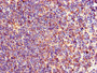Immunohistochemistry of paraffin-embedded human lymph node tissue using CAC08035 at dilution of 1:100