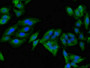 Immunofluorescent analysis of Hela cells using CAC08042 at dilution of 1:100 and Alexa Fluor 488-congugated AffiniPure Goat Anti-Rabbit IgG(H+L)