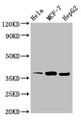 Western Blot; Positive WB detected in: Hela whole cell lysate, MCF-7 whole cell lysate, HepG2 whole cell lysate; All lanes: ALX1 antibody at 3µg/ml; Secondary; Goat polyclonal to rabbit IgG at 1/50000 dilution; Predicted band size: 37 kDa; Observed band size: 37 kDa;