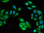 Immunofluorescent analysis of HepG2 cells using CAC08051 at dilution of 1:100 and Alexa Fluor 488-congugated AffiniPure Goat Anti-Rabbit IgG(H+L)