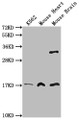 Western Blot; Positive WB detected in: K562 whole cell lysate,Mouse heart tissue, Mouse brain tissueAll lanes: FUNDC1 antibody at 3µg/ml; Secondary; Goat polyclonal to rabbit IgG at 1/50000 dilution; Predicted band size: 18 kDa; Observed band size: 18 kDa