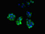 Immunofluorescent analysis of PC-3 cells using CAC08063 at dilution of 1:100 and Alexa Fluor 488-congugated AffiniPure Goat Anti-Rabbit IgG(H+L)
