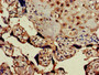 Immunohistochemistry of paraffin-embedded human placenta tissue using CAC08076 at dilution of 1:100
