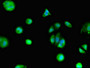 Immunofluorescent analysis of MCF-7 cells using CAC08076 at dilution of 1:100 and Alexa Fluor 488-congugated AffiniPure Goat Anti-Rabbit IgG(H+L)