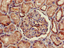 Immunohistochemistry of paraffin-embedded human kidney tissue using CAC08081 at dilution of 1:100