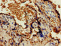 Immunohistochemistry of paraffin-embedded human placenta tissue using CAC08084 at dilution of 1:100