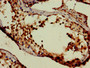 Immunohistochemistry of paraffin-embedded human testis tissue using CAC08086 at dilution of 1:100