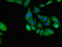 Immunofluorescent analysis of Hela cells using CAC08088 at dilution of 1:100 and Alexa Fluor 488-congugated AffiniPure Goat Anti-Rabbit IgG(H+L)