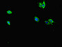 Immunofluorescent analysis of Hela cells using CAC08100 at dilution of 1:100 and Alexa Fluor 488-congugated AffiniPure Goat Anti-Rabbit IgG(H+L)