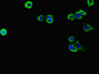 Immunofluorescent analysis of HepG2 cells using CAC08103 at dilution of 1:100 and Alexa Fluor 488-congugated AffiniPure Goat Anti-Rabbit IgG(H+L)