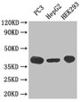 Western Blot; Positive WB detected in: PC-3 whole cell lysate, HepG2 whole cell lysate, HEK293 whole cell lysate; All lanes: C5AR1 antibody at 3µg/ml; Secondary; Goat polyclonal to rabbit IgG at 1/50000 dilution; Predicted band size: 40 kDa; Observed band size: 40 kDa