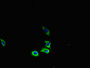 Immunofluorescent analysis of U251 cells using CAC08107 at dilution of 1:100 and Alexa Fluor 488-congugated AffiniPure Goat Anti-Rabbit IgG(H+L)