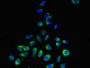 Immunofluorescent analysis of A549 cells using CAC08108 at dilution of 1:100 and Alexa Fluor 488-congugated AffiniPure Goat Anti-Rabbit IgG(H+L)