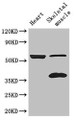 Western Blot; Positive WB detected in: Mouse heart tissue, Mouse skeletal muscle tissue; All lanes: IQCG antibody at 3.4µg/ml; Secondary; Goat polyclonal to rabbit IgG at 1/50000 dilution; Predicted band size: 52, 41 kDa; Observed band size: 52, 4 kDa;